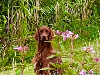 Irish Setter dogs for stud: AceOfAces IRISH SETTER At Stud in Whitland - Advert 1