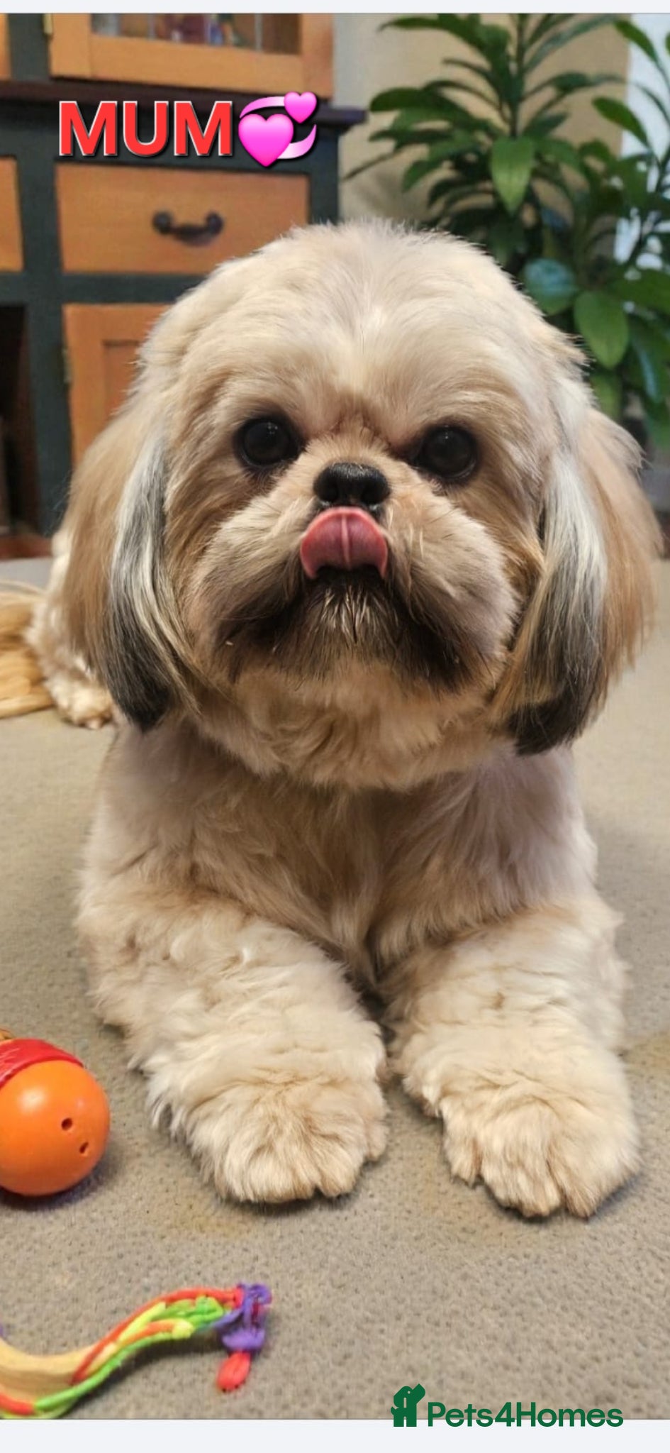 Shih Tzu dogs  💞 PURE STANDARD SHIH TZU 💕 - Advert 18