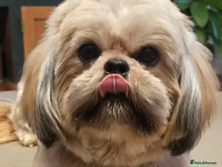 Shih Tzu dogs 💞 PURE STANDARD SHIH TZU 💕 - Advert 18