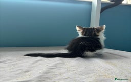 Domestic Shorthair cats for sale: Cute Kittens - Image 10