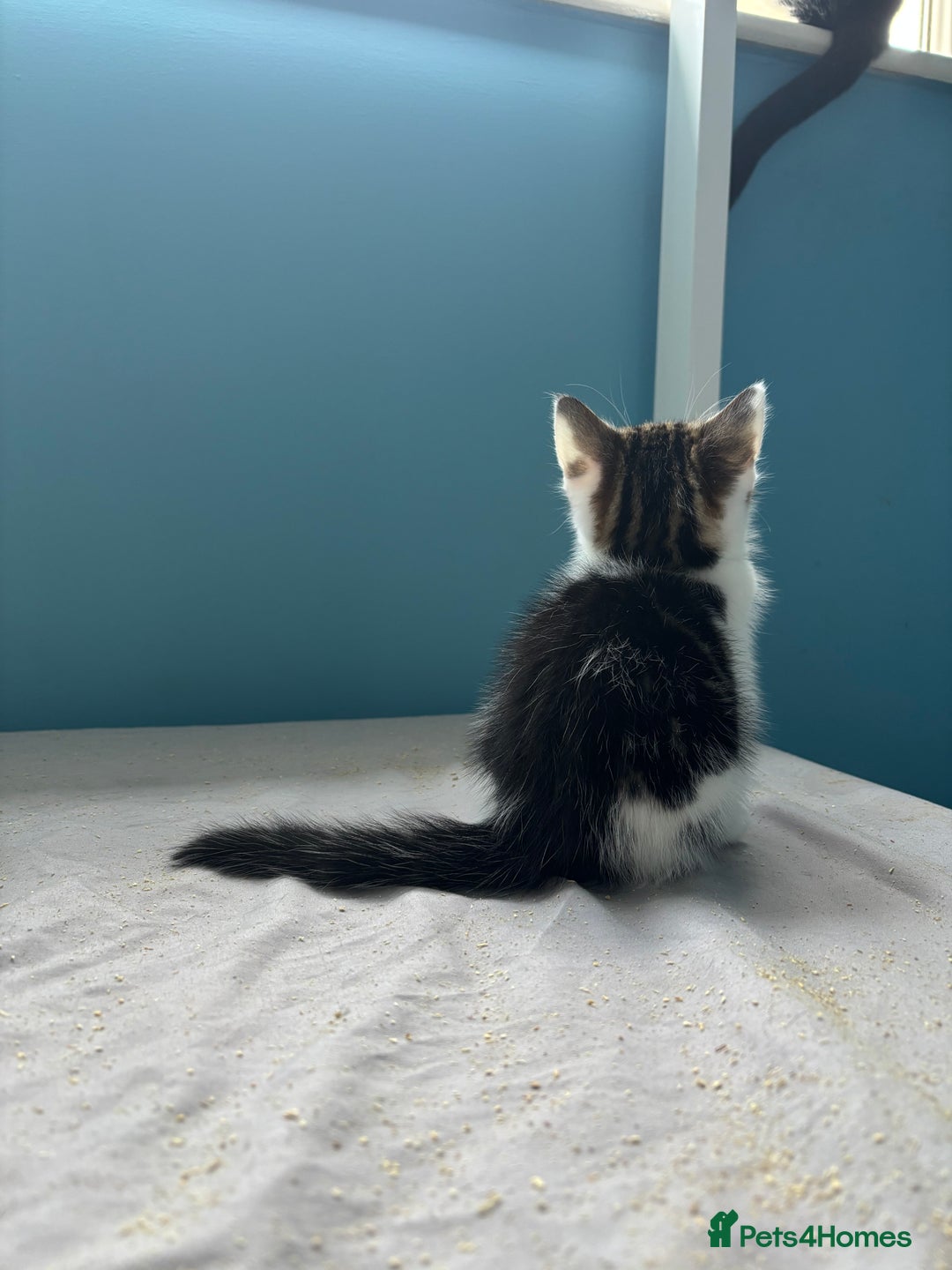 Domestic Shorthair cats for sale: Cute Kittens - Image 10
