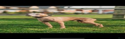 Italian Greyhound dogs for stud: Polish proven stud  in Stoke-on-Trent - Advert 3