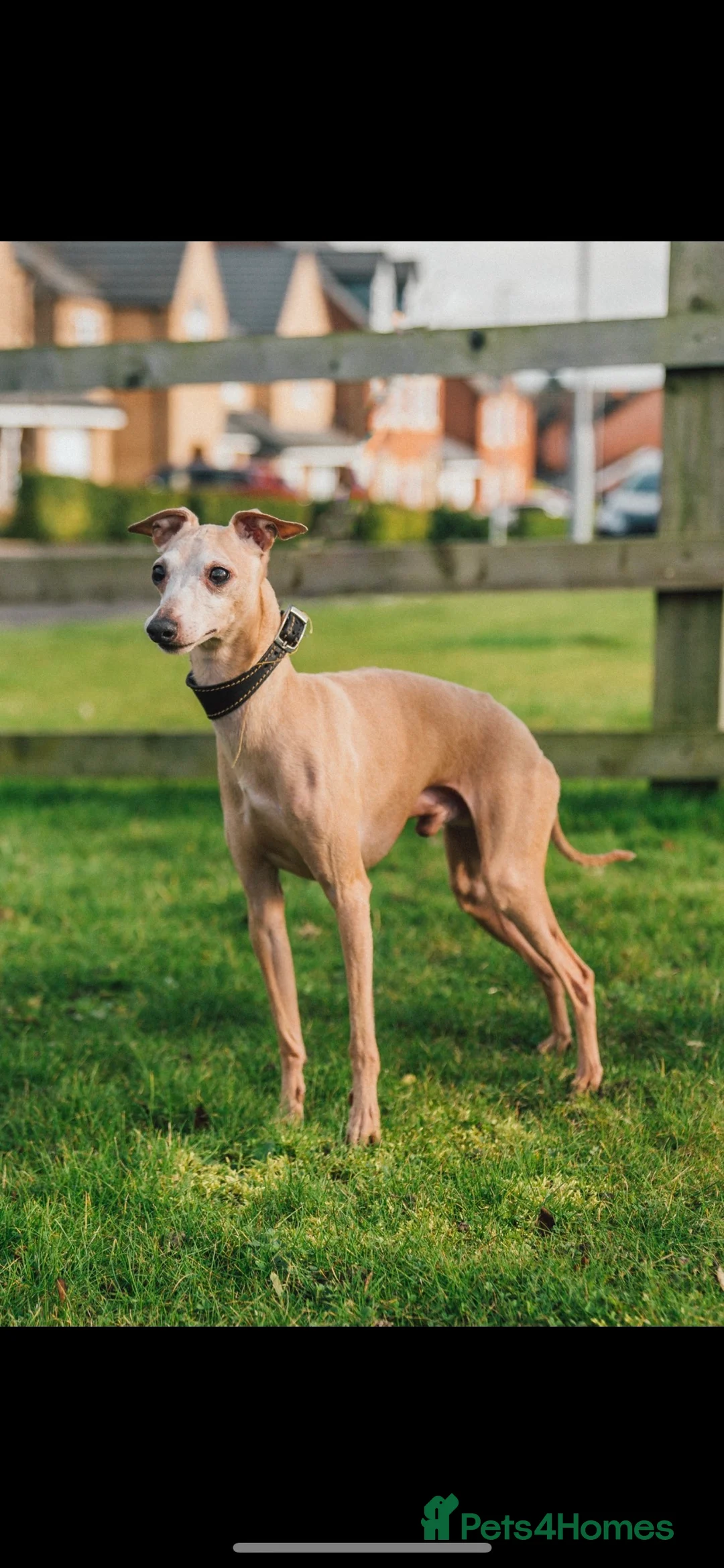 Italian Greyhound dogs for stud: Polish proven stud  in Stoke-on-Trent - Advert 3