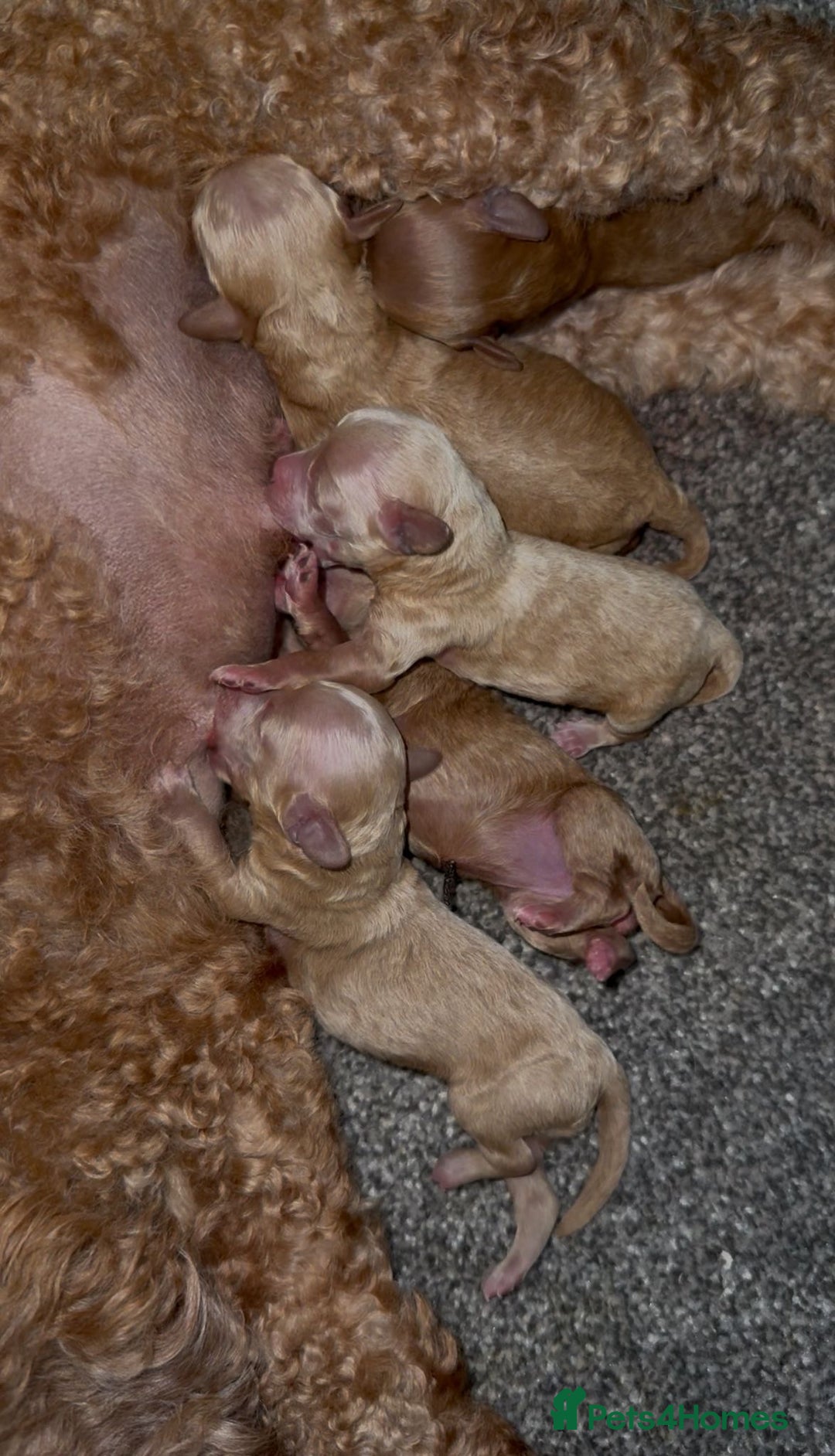 Toy Poodle dogs for sale: 💙🩷Gorgeous KC Toy Poodle Puppies 🩷💙 - Image 11