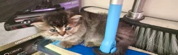 Mixed Breed cats for sale: 7 week old Persian mix breed  in Newton Abbot - Advert 6