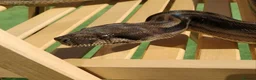Snake reptiles for sale: female Motley Boa Constrictor in Burton-on-Trent - Advert 3