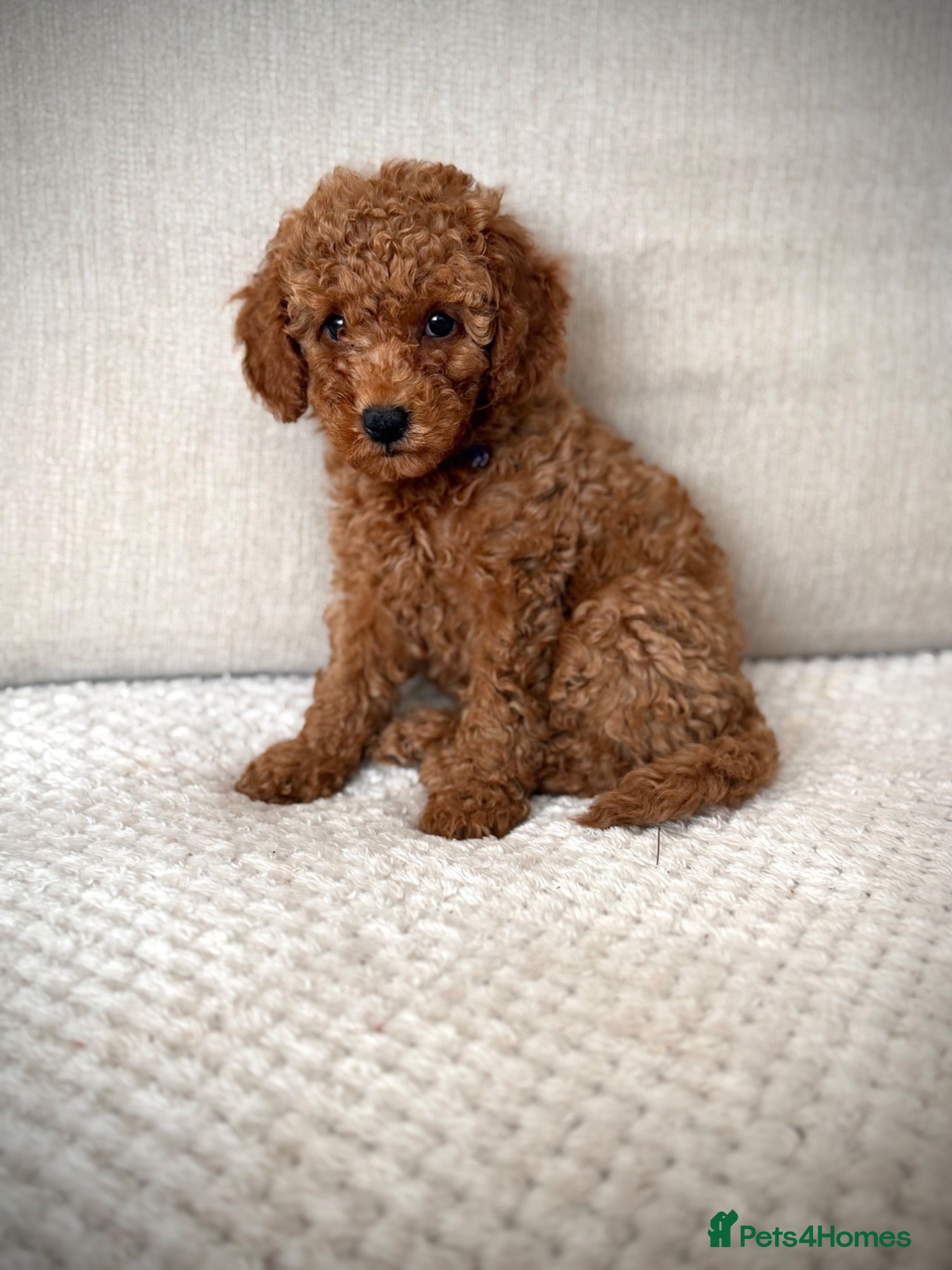 Cockapoo dogs READY TO LEAVE. LAST GIRL AVAILABLE  - Advert 1
