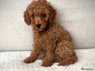 Cockapoo dogs READY TO LEAVE. LAST GIRL AVAILABLE - Advert 1