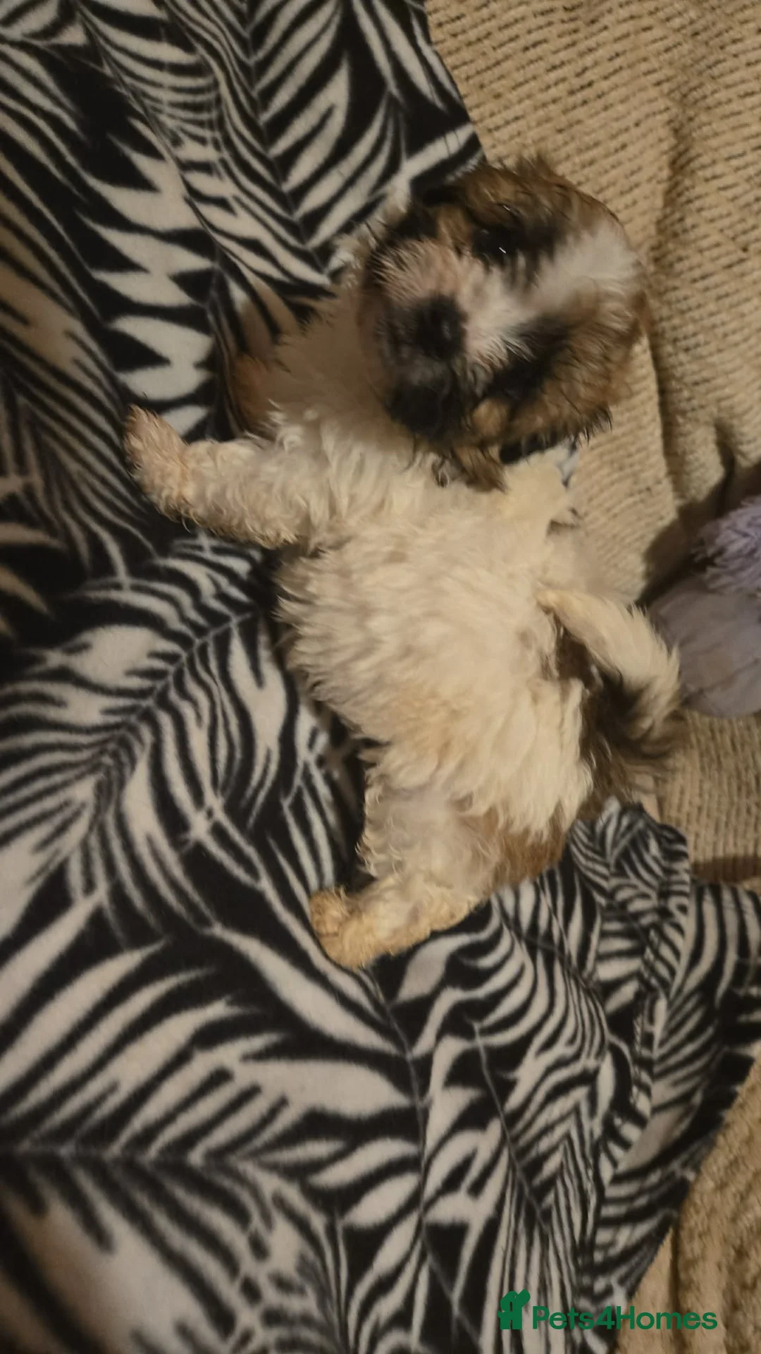 Mixed Breed dogs for sale: Cavachon x jug pups for sale ready now  - Advert 7