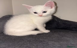 Domestic Shorthair cats for sale: Kittens looking for forever home.  - Image 32