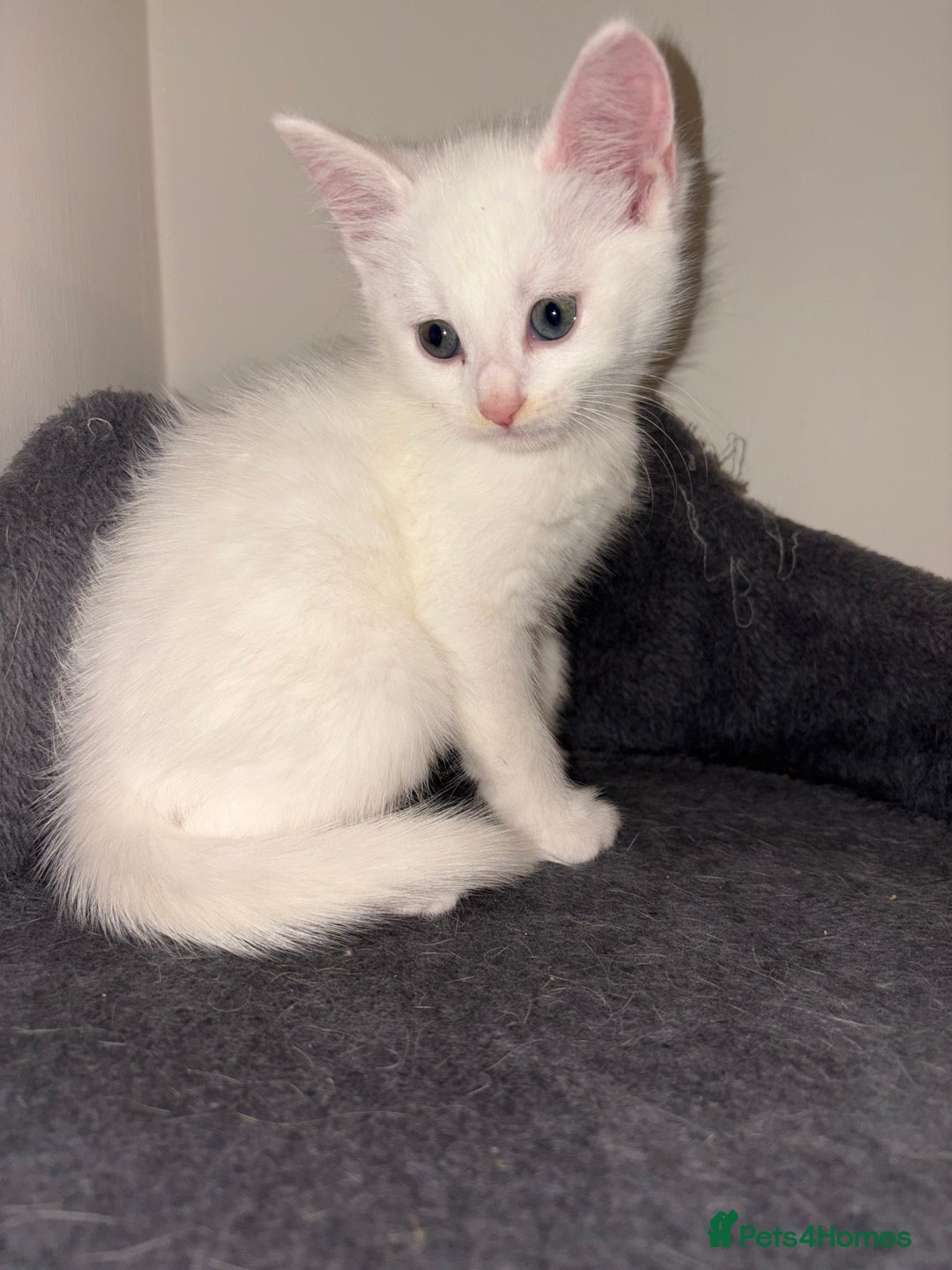 Domestic Shorthair cats for sale: Kittens looking for forever home.  - Image 32