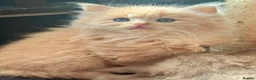 Ragdoll cats for sale: TICA Reg Rare Cherubim Ragdolls - Advert 10