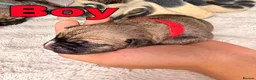 Mixed Breed dogs for sale: Cane Corso mixed breed puppies in London - Advert 5