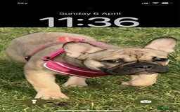 French Bulldog dogs for sale: Female French bulldog  - Image 4