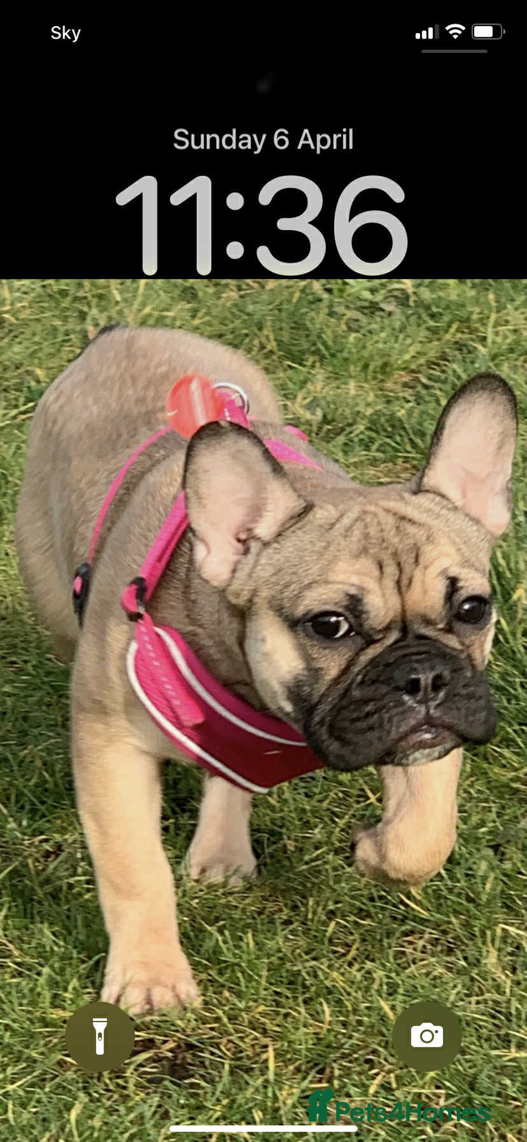 French Bulldog dogs for sale: Female French bulldog  - Image 4