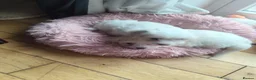 Maltese dogs for sale: 2 female Maltese puppies - Advert 6