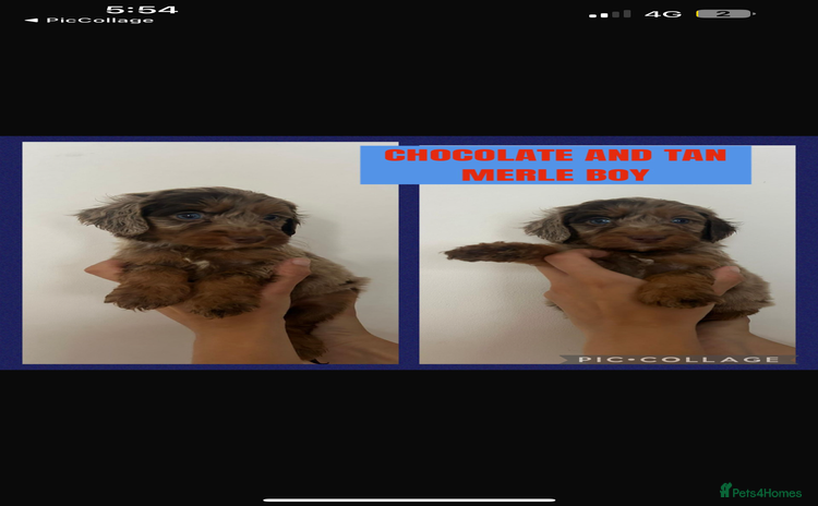 Cockapoo dogs - Advert 2