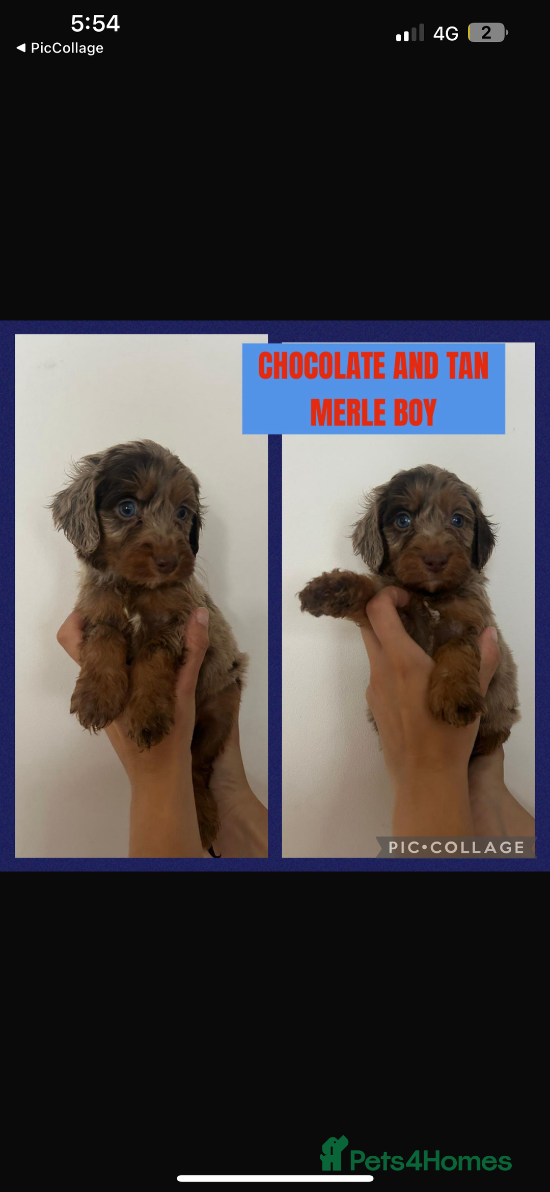 Cockapoo dogs for sale: F1 Merle Cockapoo’s - Image 1