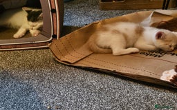 Mixed Breed cats for sale: 2 beautiful male kittens must go together  - Image 1