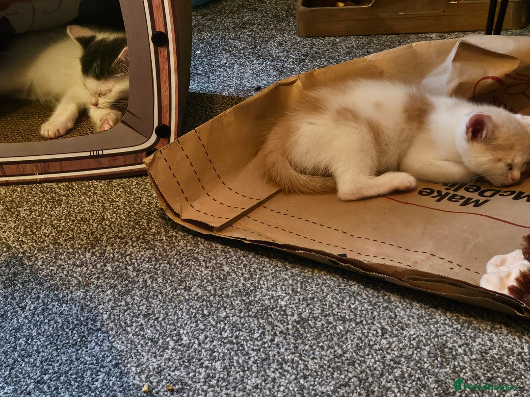 Mixed Breed cats for sale: 2 beautiful male kittens must go together  - Image 1
