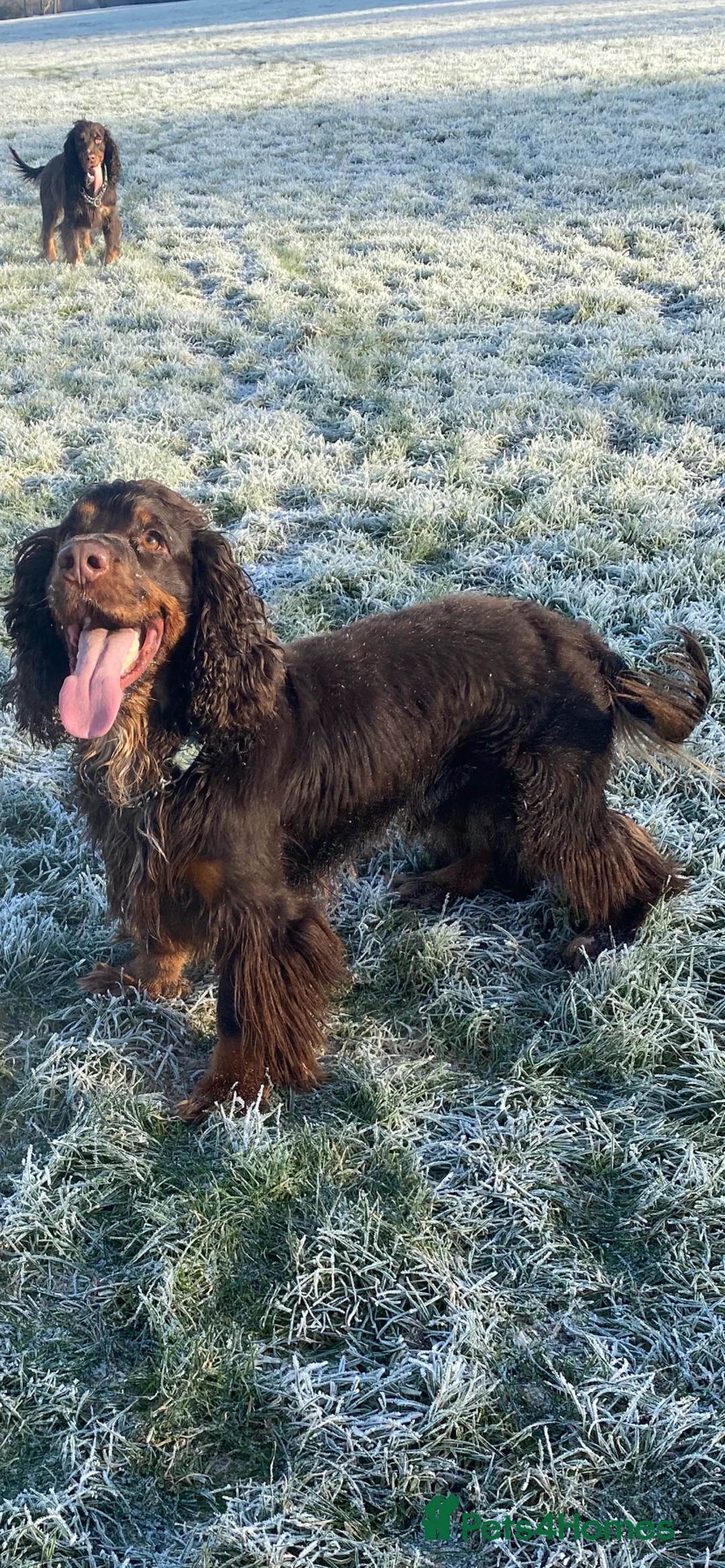 Sprocker dogs for stud: PROVEN SPROCKER SPANIEL - Advert 12