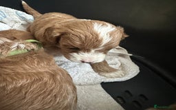Cavapoo dogs for sale: One girl left has come available  - Image 35