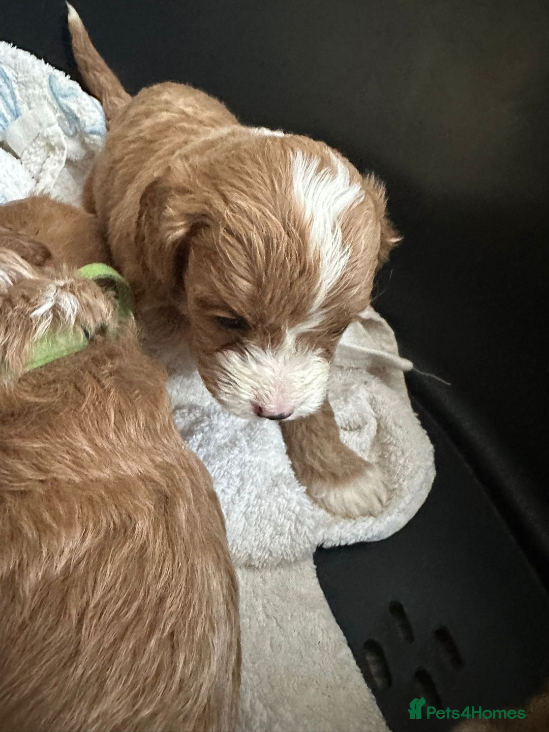 Cavapoo dogs for sale: One girl left has come available  - Image 35