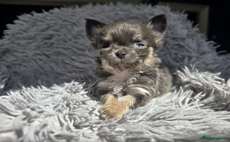 Chihuahua dogs - Advert 12