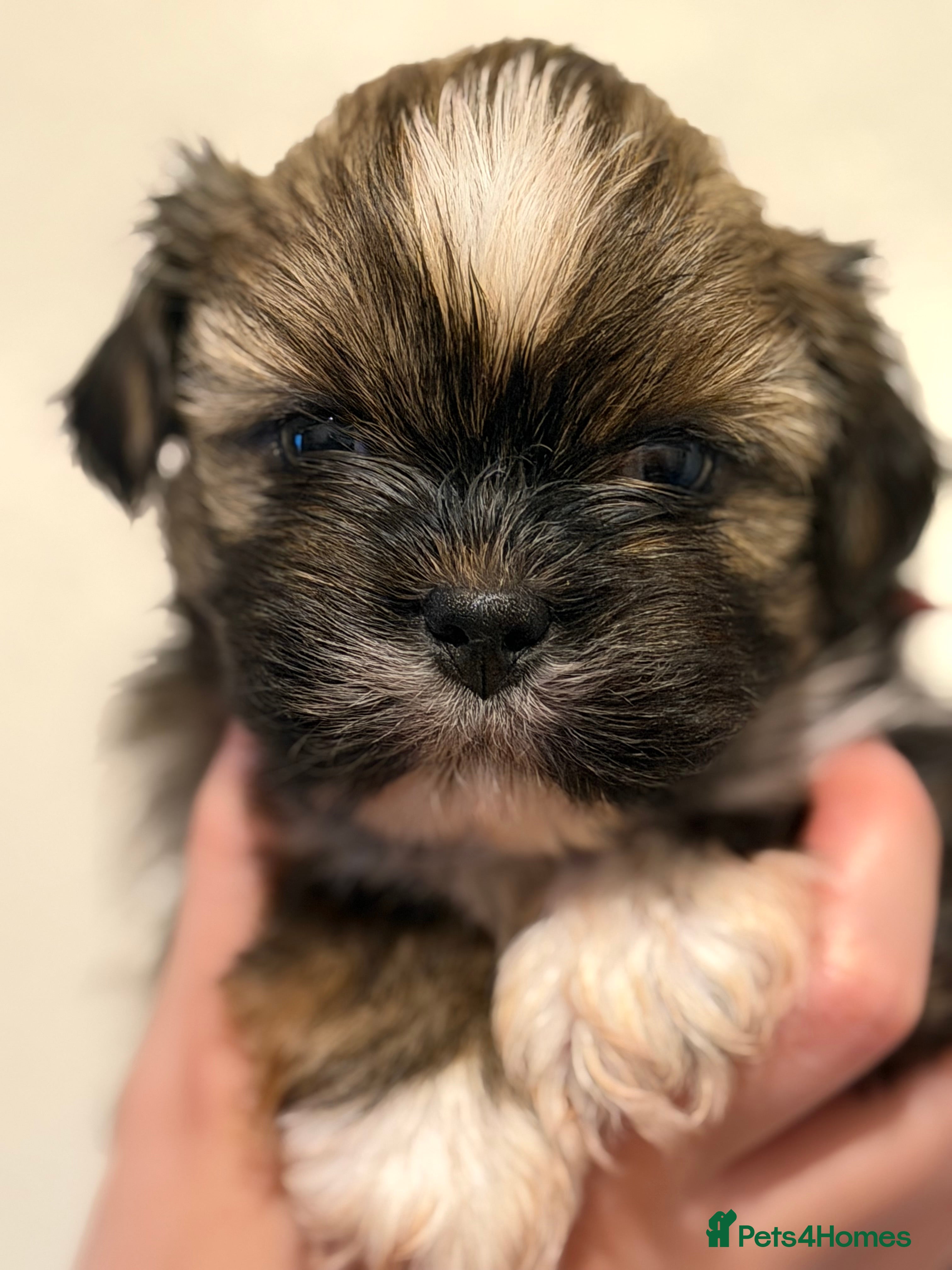 Lhasa Apso dogs RKC registered puppy boys - Advert 3