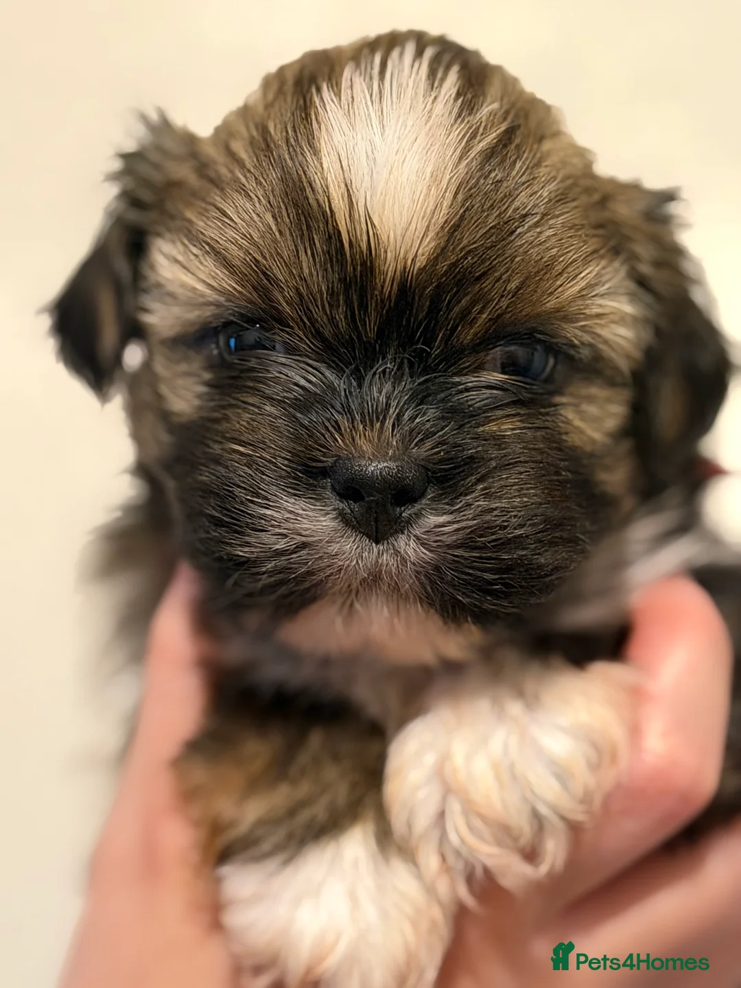Lhasa Apso dogs for sale: RKC registered puppy boys - Advert 1