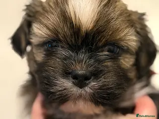 Lhasa Apso dogs RKC registered puppy boys - Advert 11