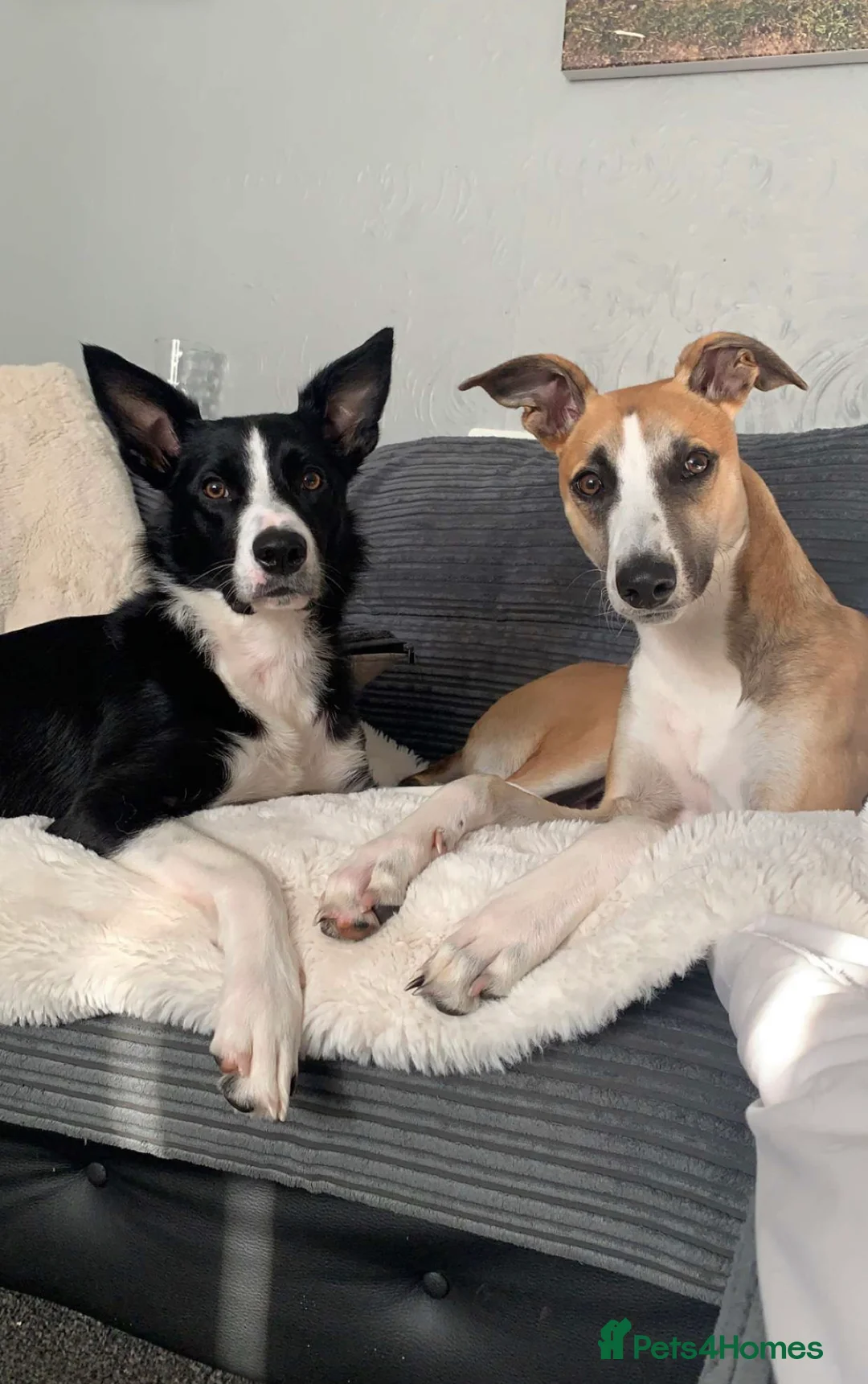 Lurcher dogs for stud: Lurcher for stud - Advert 11