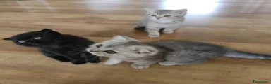 British Shorthair 3