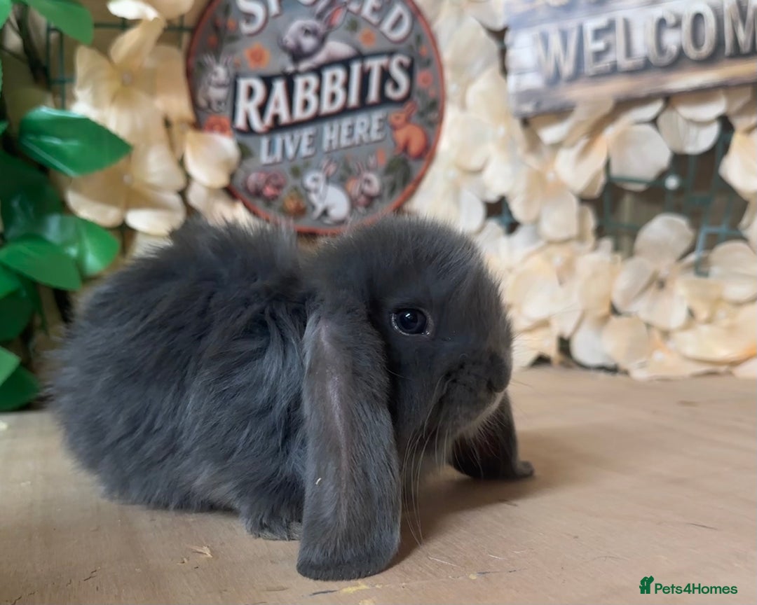 French Lop rabbits for sale: French lop babies - Image 4