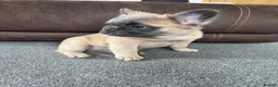 French Bulldog dogs for sale: 🐾💕 TWO GORGEOUS FLUFFY FRENCH BULLDOGS 💕🐾 - Advert 2