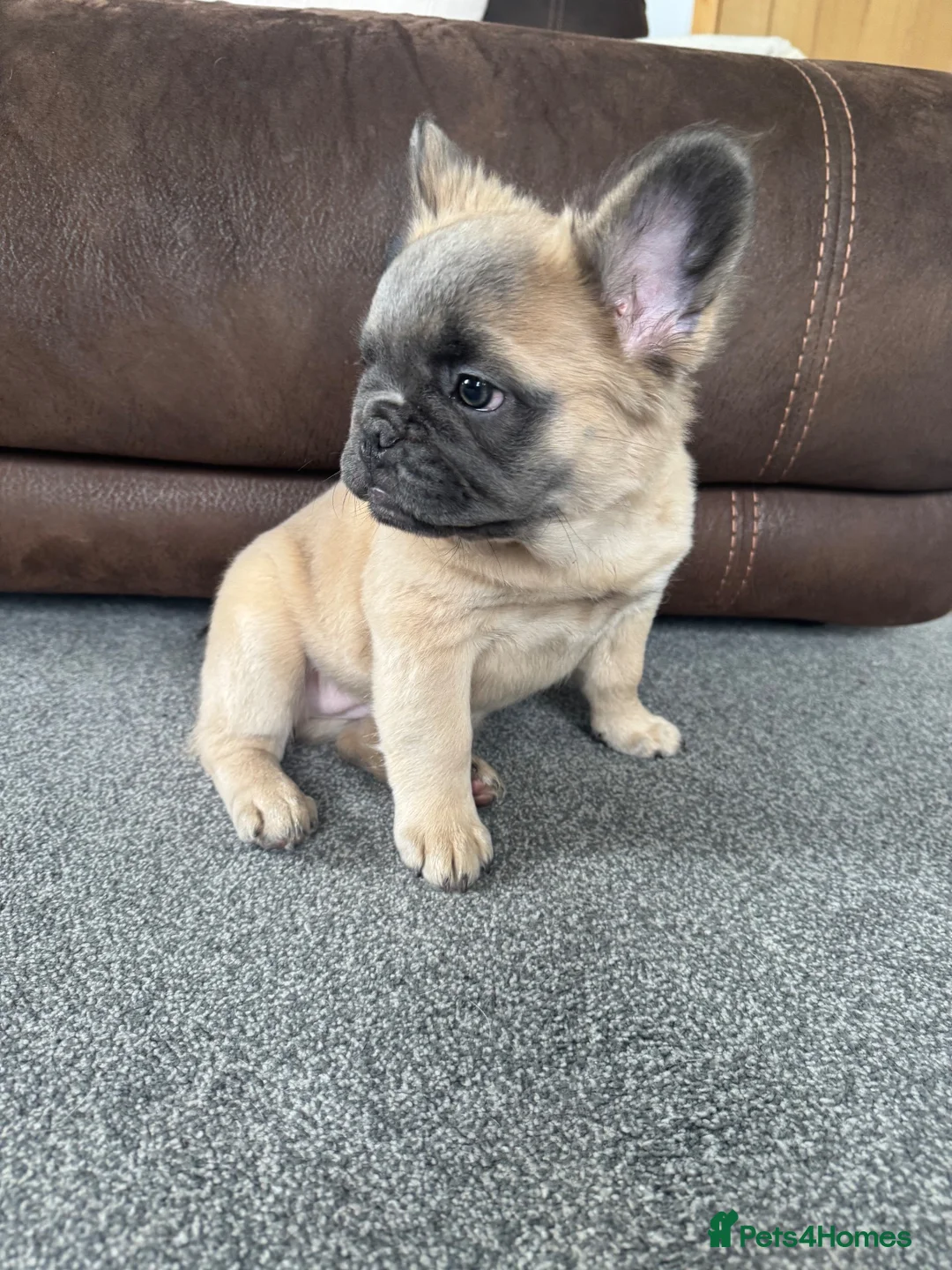 French Bulldog dogs for sale: 🐾💕 TWO GORGEOUS FLUFFY FRENCH BULLDOGS 💕🐾 - Advert 2