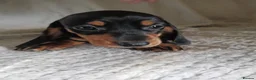 Dachshund dogs for sale: Puppies chocolate and black and tan dashounds  - Advert 4
