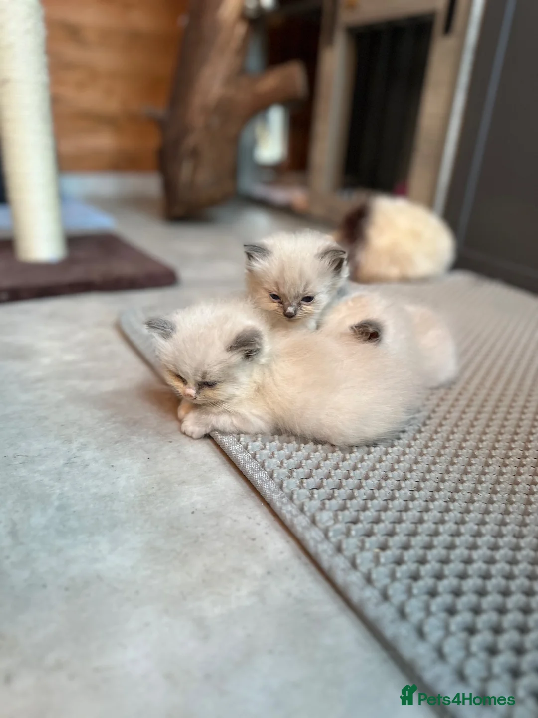 Ragdoll cats for sale: Ragdolls - cute and fluffy  - Advert 1