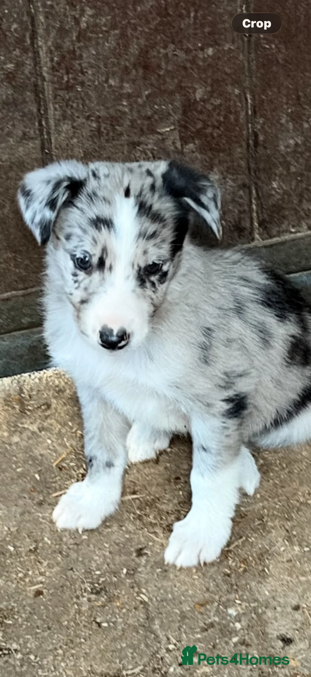 Border Collie dogs for sale: Beautiful Collies puppies   - Advert 2