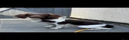 English Springer Spaniel dogs for stud: KC English springer spaniel at stud  - Advert 2