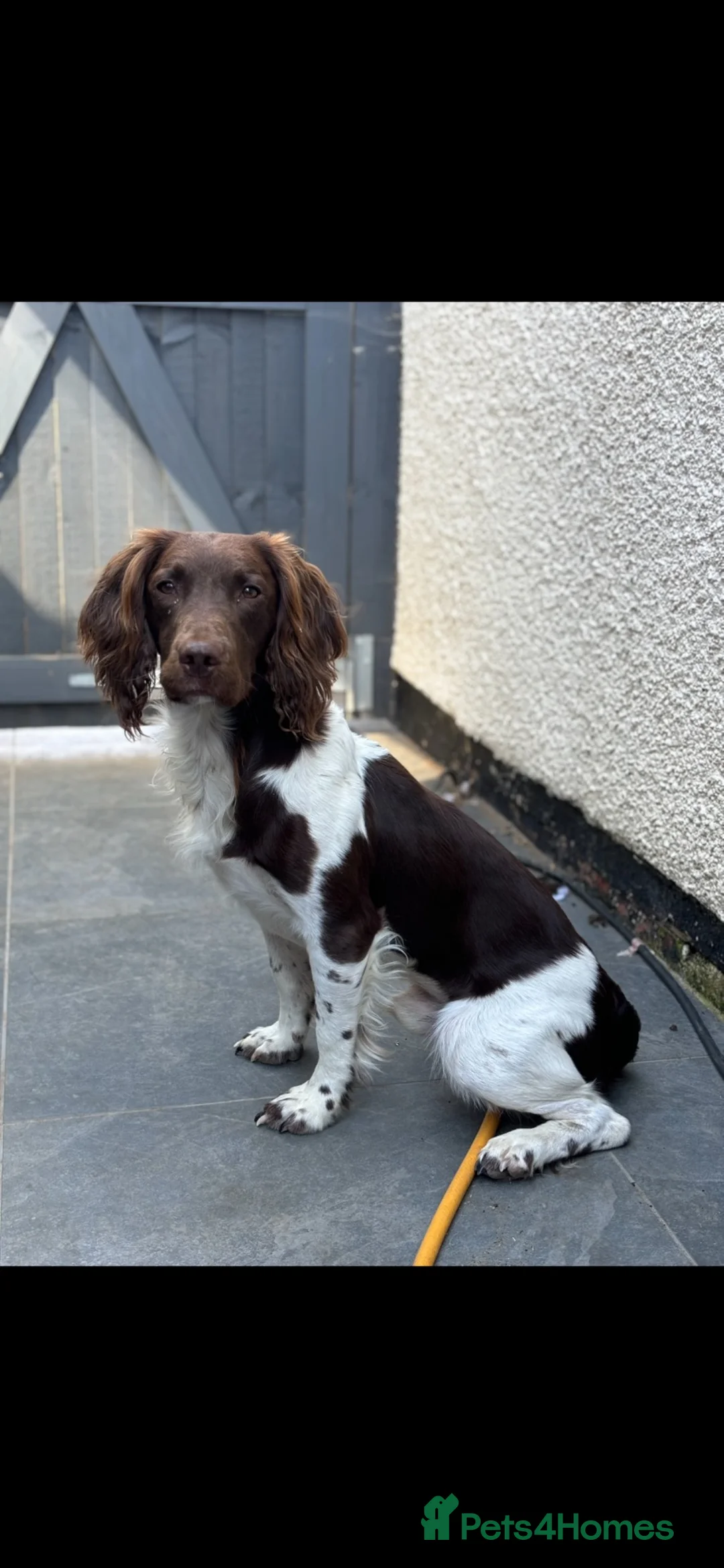 English Springer Spaniel dogs for stud: KC English springer spaniel at stud  - Advert 2