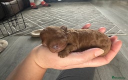 Toy Poodle dogs for sale: KC Registered Toy Poodle puppies - Image 10