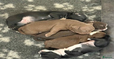 Mixed Breed dogs - Advert 6