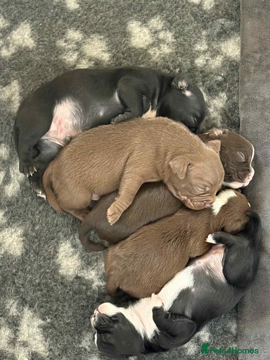 Mixed Breed dogs for sale: Frocks  - Image 7
