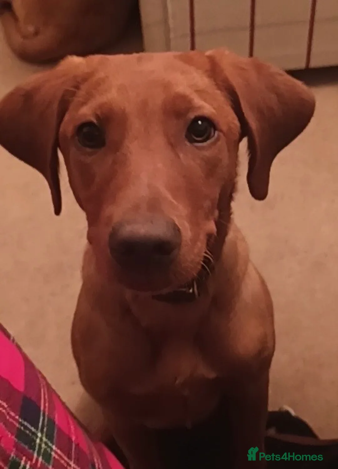 Labrador Retriever dogs for sale: KC Reg Deep Fox Red Lab -low parental hip score - Advert 1