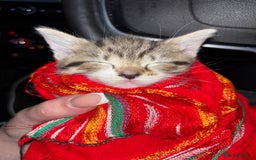 Mixed Breed cats for sale: Kittens  - Image 5