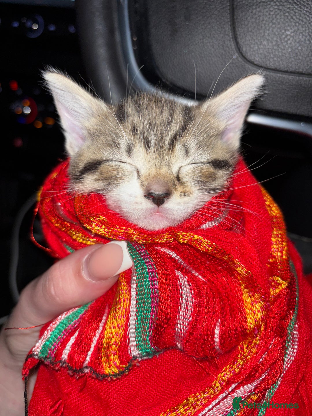 Mixed Breed cats for sale: Kittens  - Image 5
