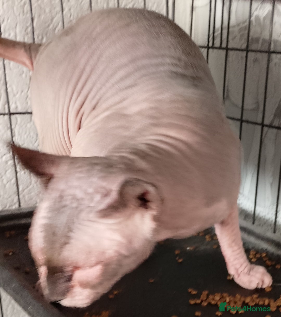 Sphynx cats for sale: 8 month old sphynx for sale - Advert 3