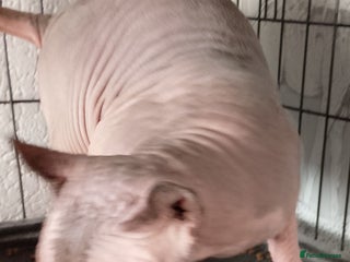 Sphynx cats 8 month old Elf Sphynx for sale - Advert 2
