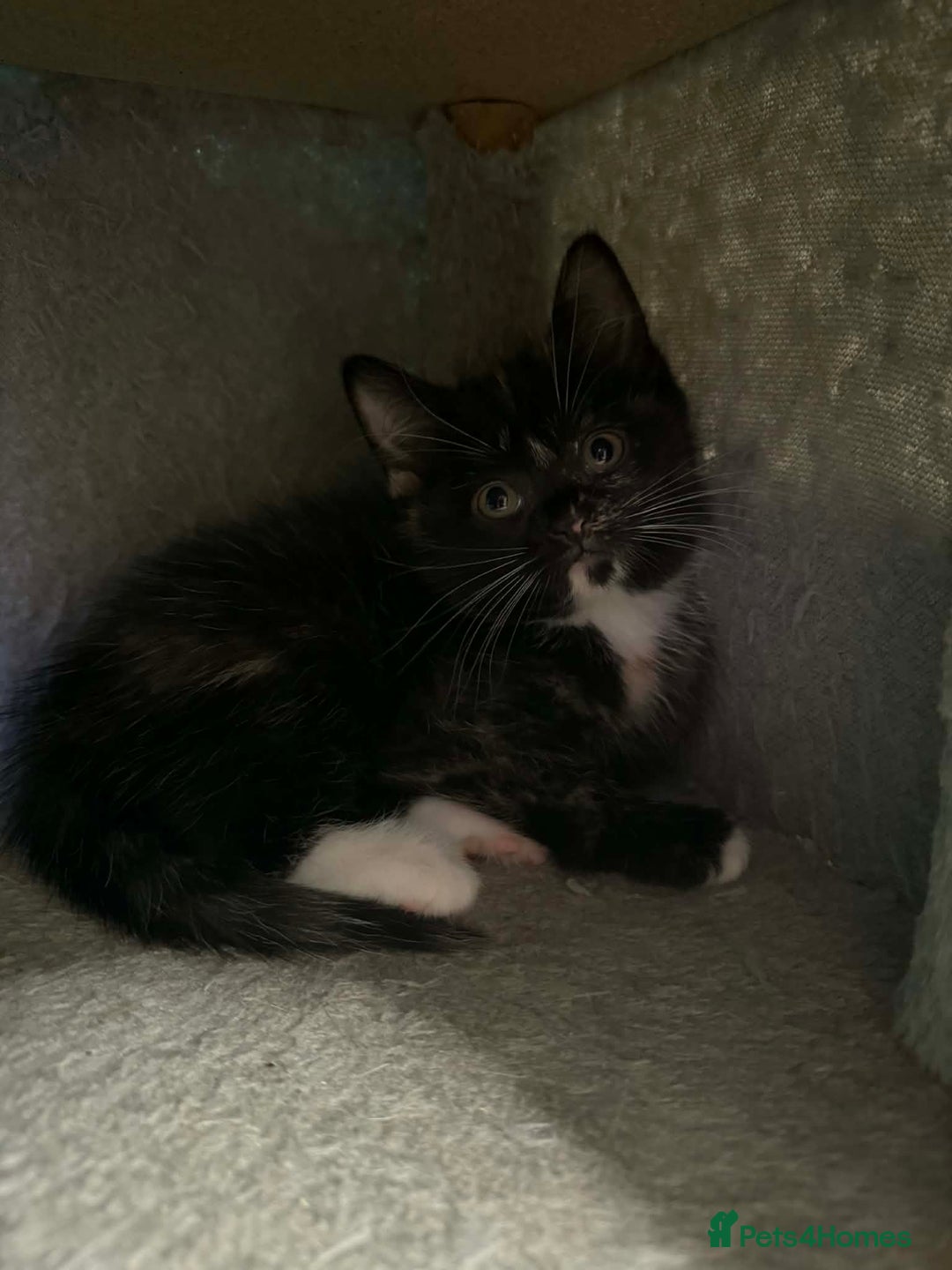 Scottish Fold cats for sale: Scottish fold kittens with straight ears - Advert 4